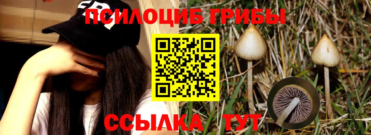 Галлюциногенные грибы прущие грибы  купить наркотики сайты  Брянск  Вход с VPN 